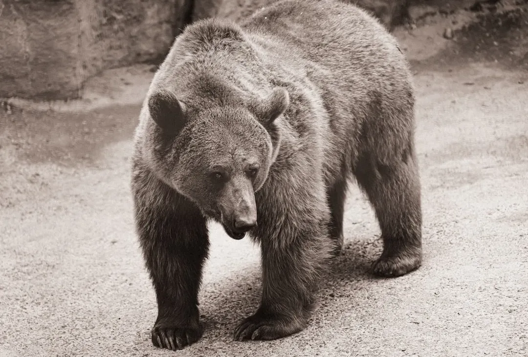 The Bear Represents Taurus Power and Stability (Image Credits: Unsplash)