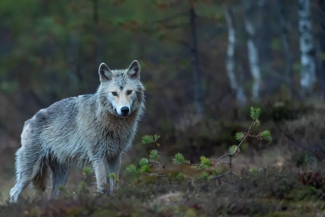 Coyote Populations Were Checked, Benefiting Smaller Wildlife (Image Credits: Unsplash)