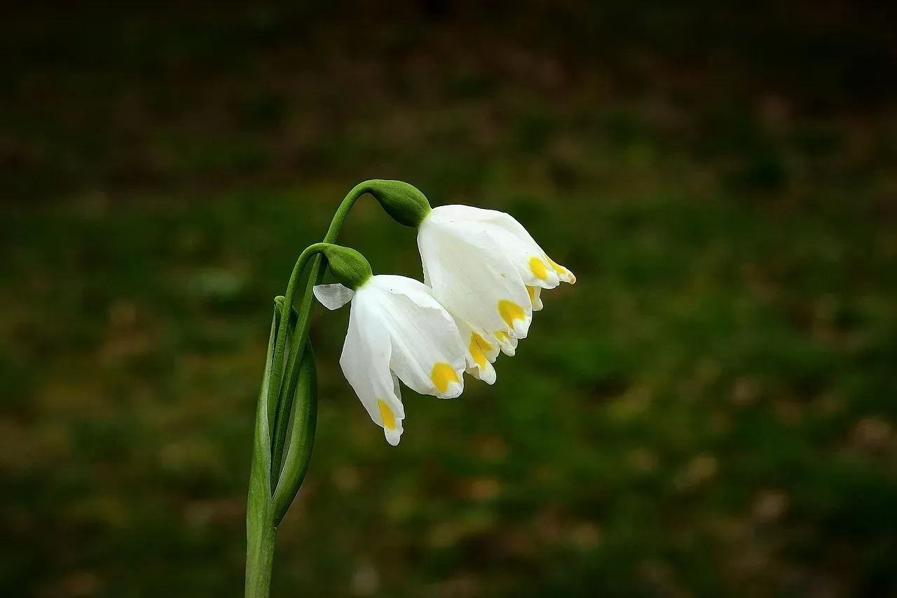 Virgo (August 23 – September 22): Snowflake Flower (Leucojum) (Image Credits: Pixabay)
