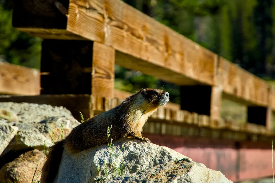 California: Sierra Nevada's Alpine Residents (Image Credits: Unsplash)