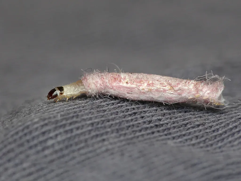 5. Clothes Moths: The Invisible Wardrobe Destroyers (Patrick Clement., Flickr, CC BY 2.0)