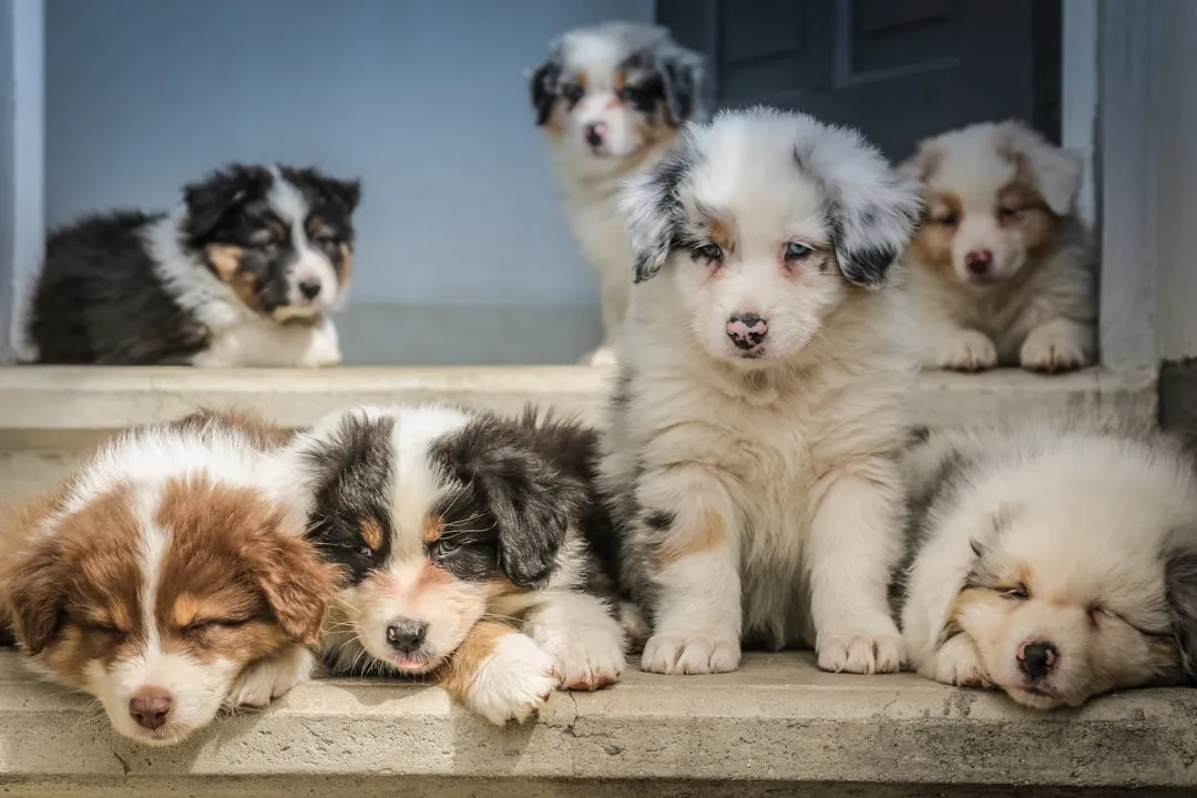 #6 - Who Really Runs the House (It's Not Who You Think) (Image Credits: Unsplash)