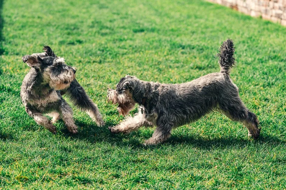 #1 - Softer Zoomies, But Still Ready to Play (Image Credits: Pexels)