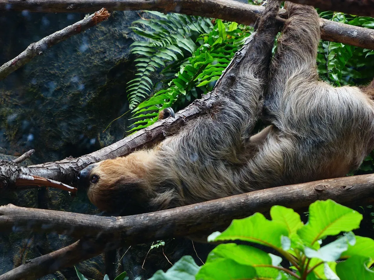 Sloth Sanctuary of Costa Rica - The World's Most Peaceful Rescue Center (Image Credits: Pixabay)
