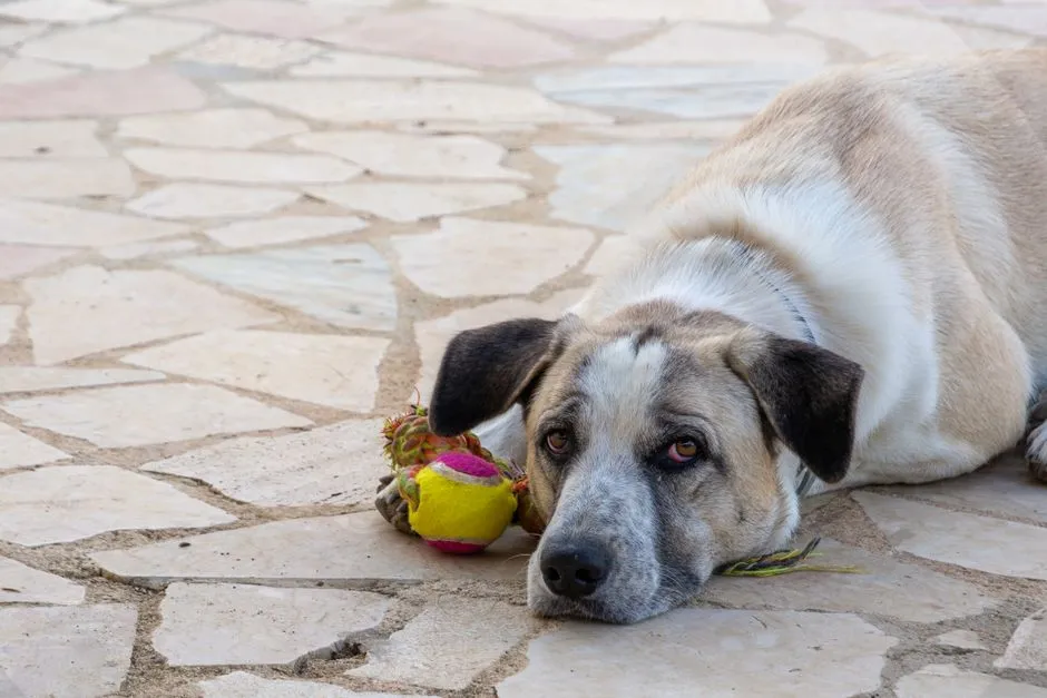 #12 - How Much Mental Stimulation Your Dog Actually Gets at Home (Image Credits: Pexels)