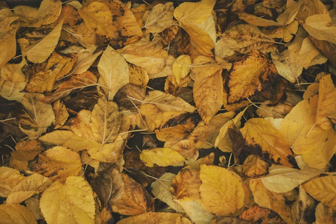 #2 - Leave the Fallen Leaves Exactly Where They Land (Image Credits: Unsplash)