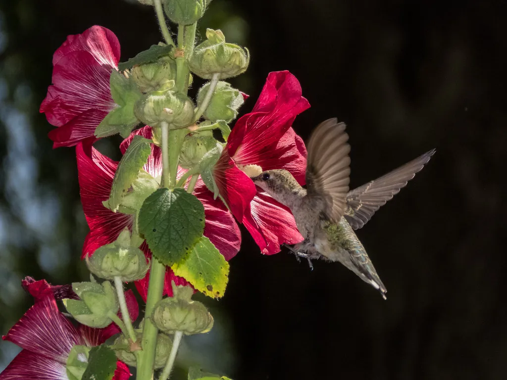 #15 &ndash; Hollyhocks Stack Vertical Nectar From Ground to Roofline (Rocky Raybell, Flickr, CC BY 2.0)