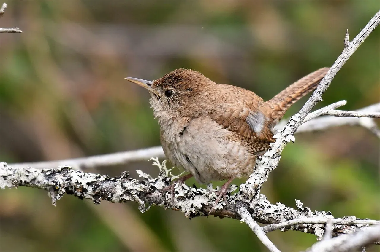 #4 Cancer (June 21 &ndash; July 22): The House Wren (Image Credits: Pixabay)