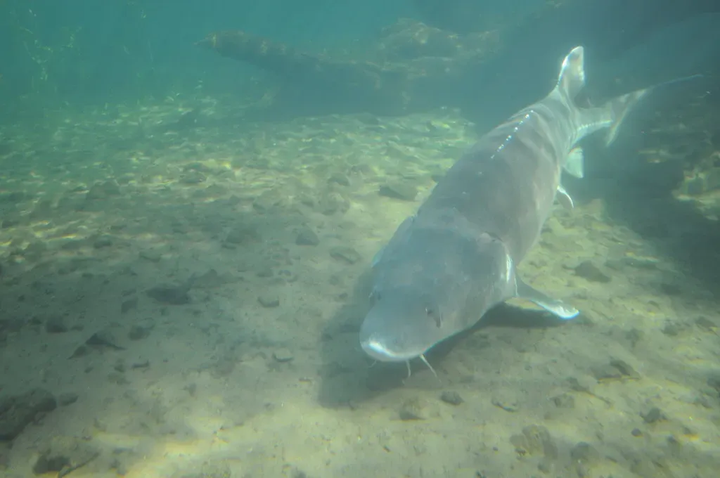 10. Sturgeon Giants Predate Bony Fish Booms (NWCouncil, Flickr, CC BY 2.0)
