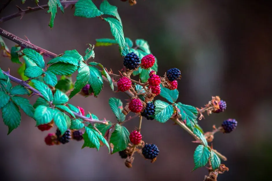 9. Native Blackberry and Raspberry (Rubus spp.) - The Bramble Birds Love (Image Credits: Pexels)