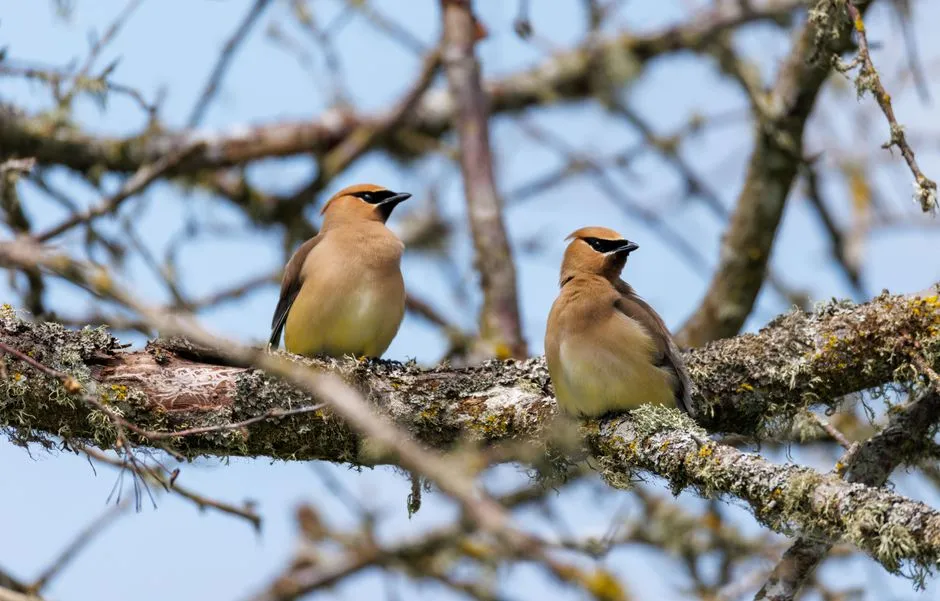 Social Creatures of the Avian World (Image Credits: Pexels)