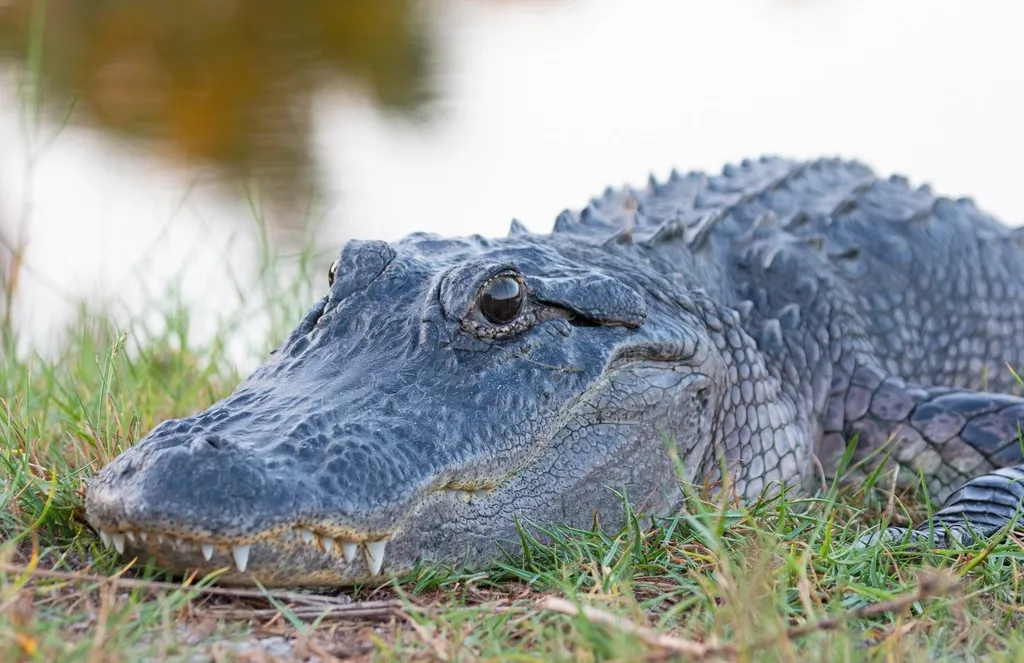 Opinionated Conclusion – Learning to Live With a Comeback Predator (Image Credits: Rawpixel)