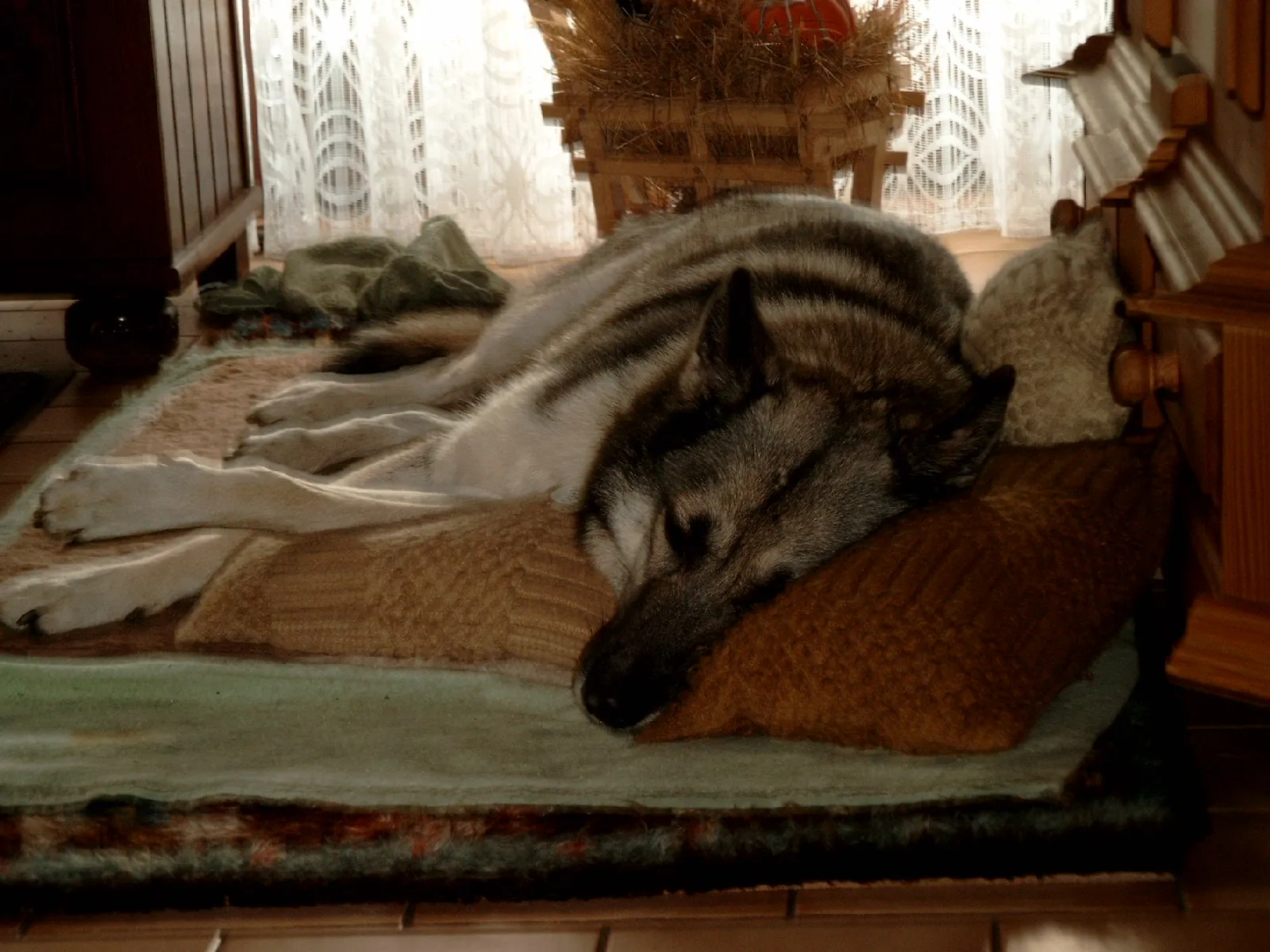 #5 - Sleeping On Your Laundry When You're Not Around (By RaveDog / Julian Freyer, CC BY-SA 3.0)