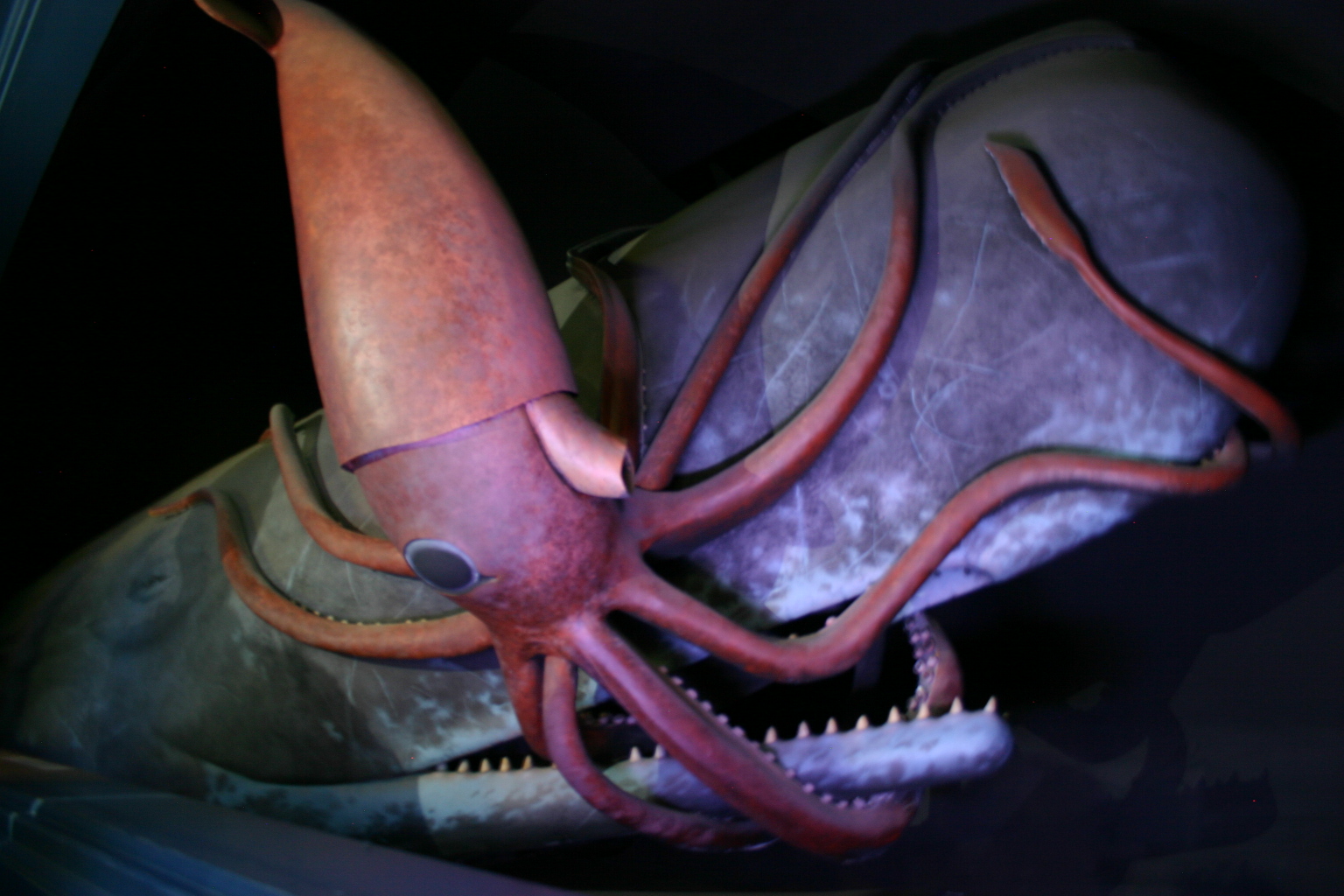 Giant Squid - The Real Kraken (Image Credits: Wikimedia)