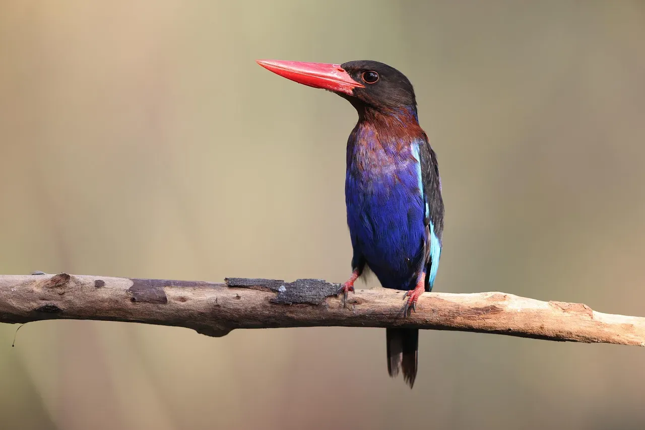 Endemic Treasures: Species Found Nowhere Else (Image Credits: Pixabay)