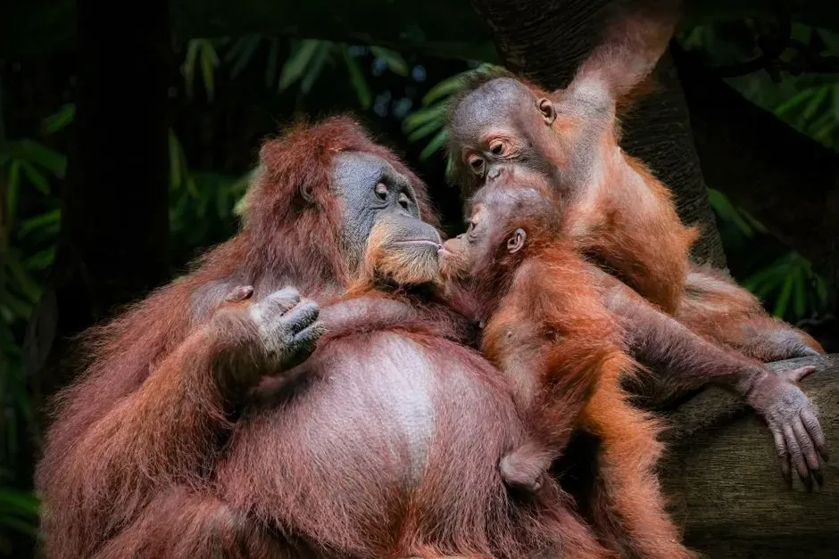 5. Sumatran Orangutan (Image Credits: Pexels)