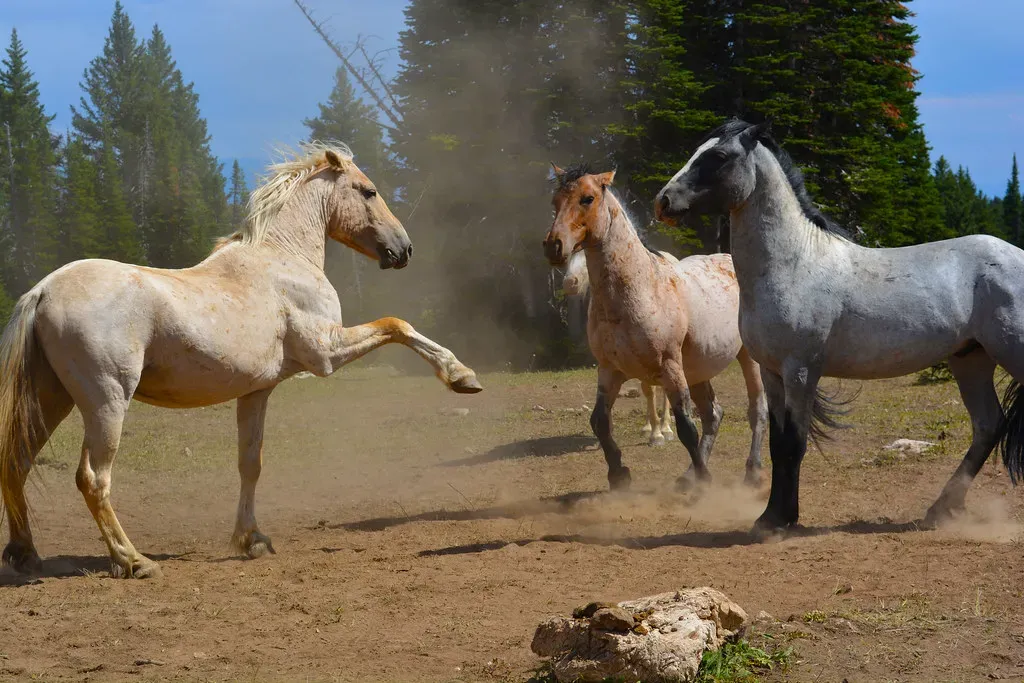 Montana: The Pryor Mountains and Ancient Spanish Blood (mypubliclands, Flickr, CC BY 2.0)