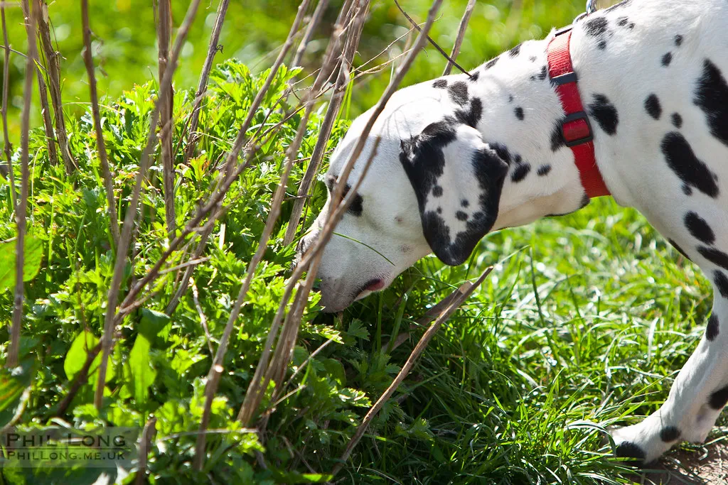 8. Odors and Scents (SkyFireXII, Flickr, CC BY 2.0)
