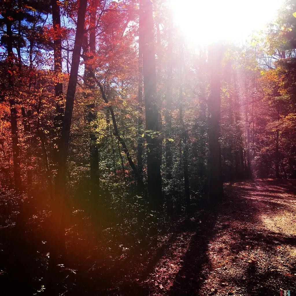 The Restorative Quality of Forests (Image Credits: Flickr)