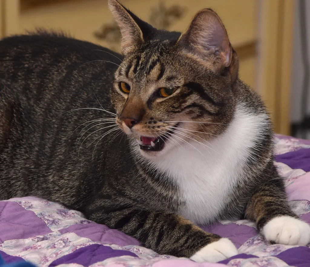 #14 - Heavy Panting Indoors Isn't Just "Getting Warm by the Fire" (tracie7779, Flickr, CC BY-SA 2.0)