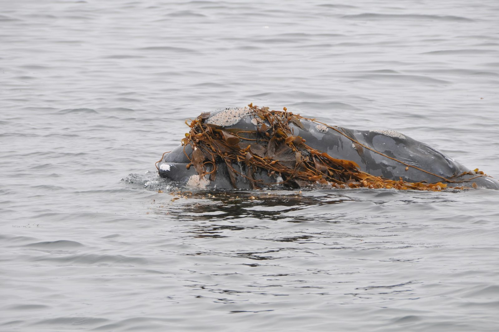 Whales That Use Seaweed as Body Scrub (Image Credits: Wikimedia)