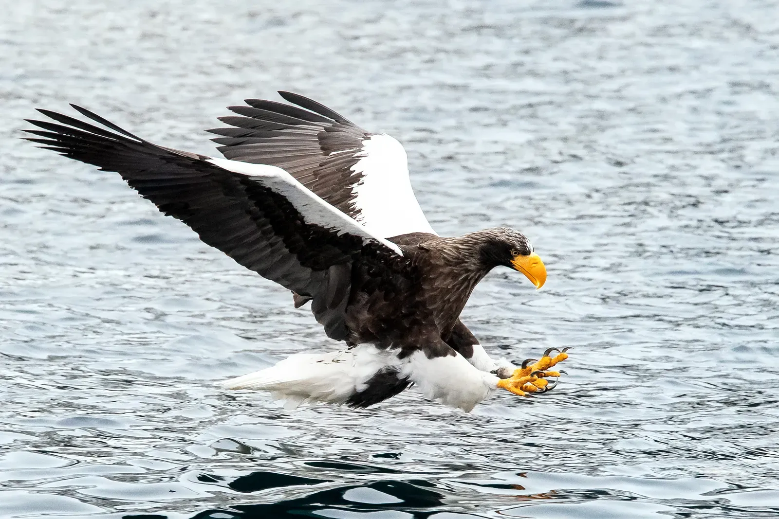 Fact 7: Salmon Is the Cornerstone of Its Diet (By Julie Edgley, CC BY-SA 4.0)