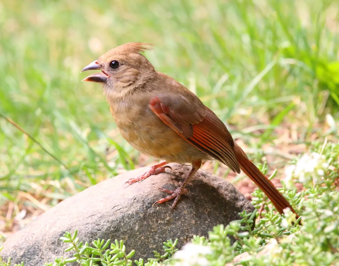 The Female Cardinal’s Role: Duets, Defense, and Decision-Making (Image Credits: Unsplash)