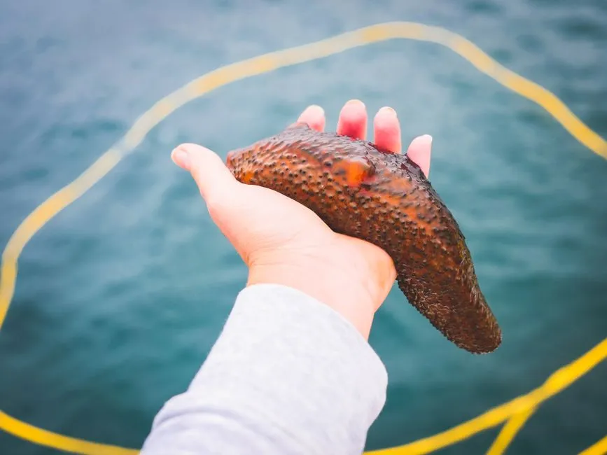 6. Sea Cucumbers That Eject Their Guts To Scare Predators (Image Credits: Pexels)