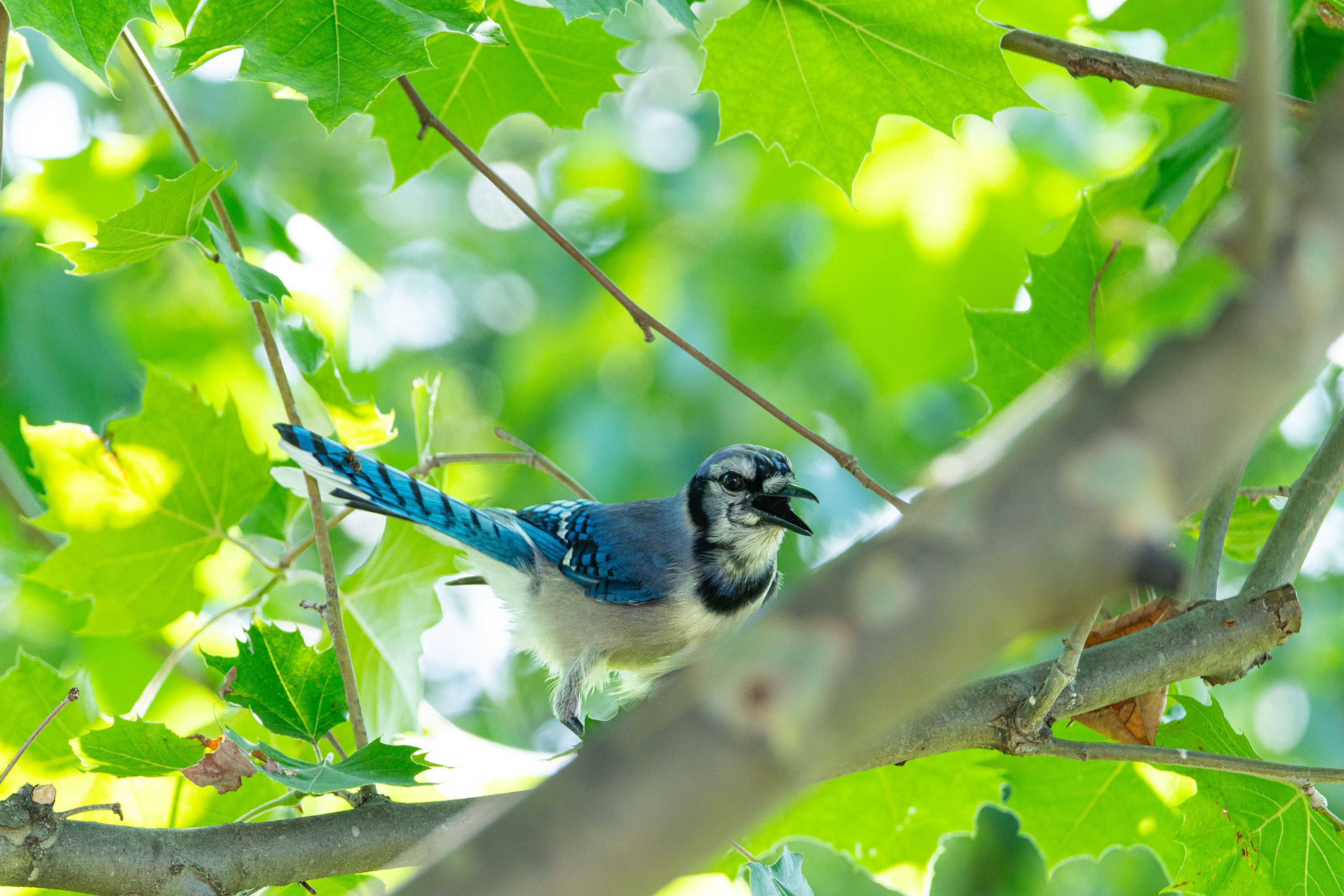 Why Blue Jays Are the Last Bird You Want to See in Your Backyard