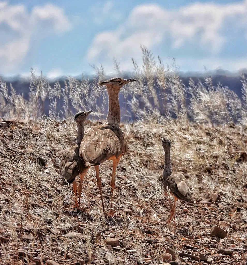 7. Females Do All the Parenting - Completely Alone (tatejoris, Flickr, CC BY-SA 2.0)