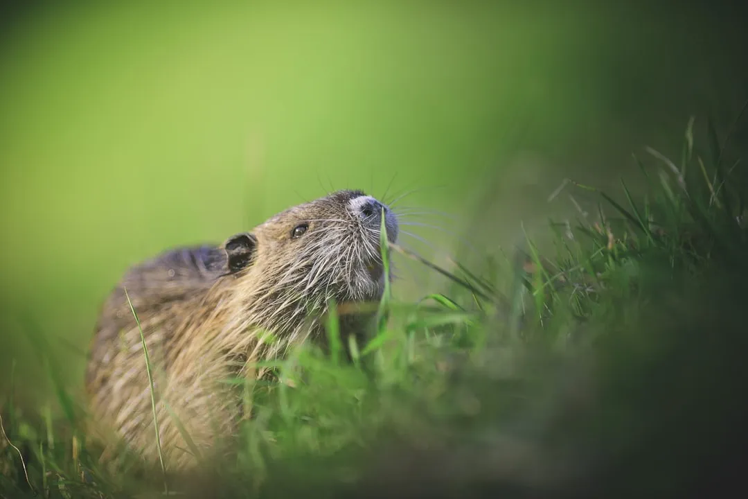 You've Created Habitats for Local Wildlife (Image Credits: Unsplash)