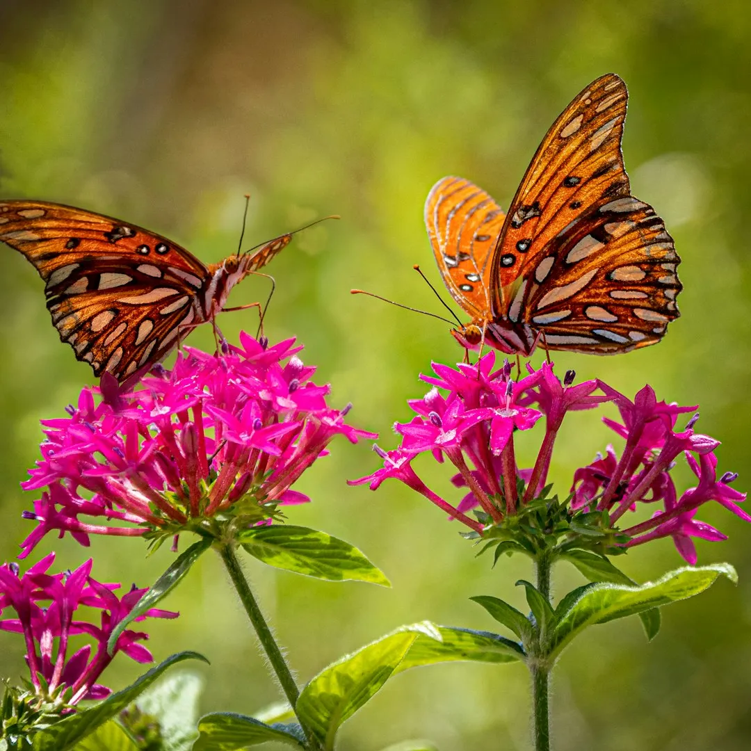 8. Color Blocking Pulls Butterflies Out of the Sky (Image Credits: Unsplash)