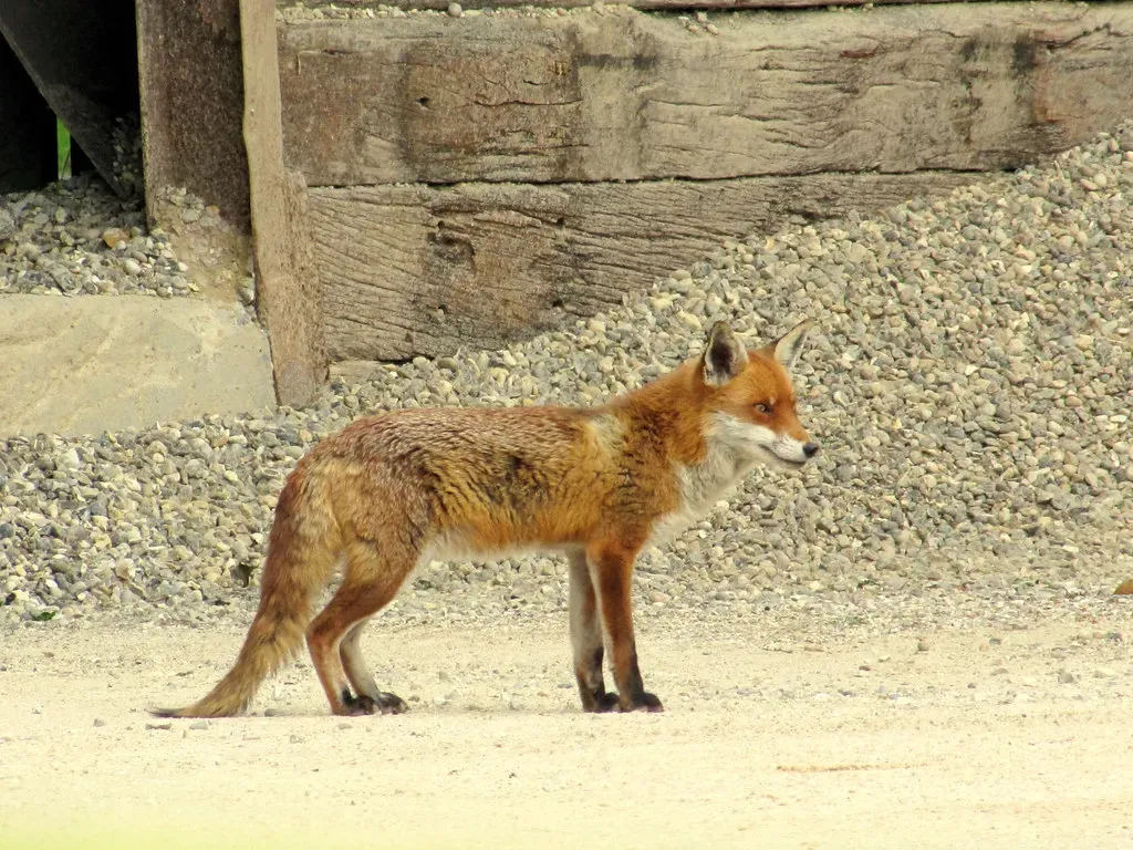 Coexisting with Our Wild Neighbors (Mostly Dans, Flickr, CC BY 2.0)