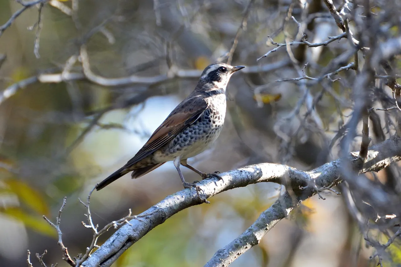 Wood Thrush (Image Credits: Pixabay)