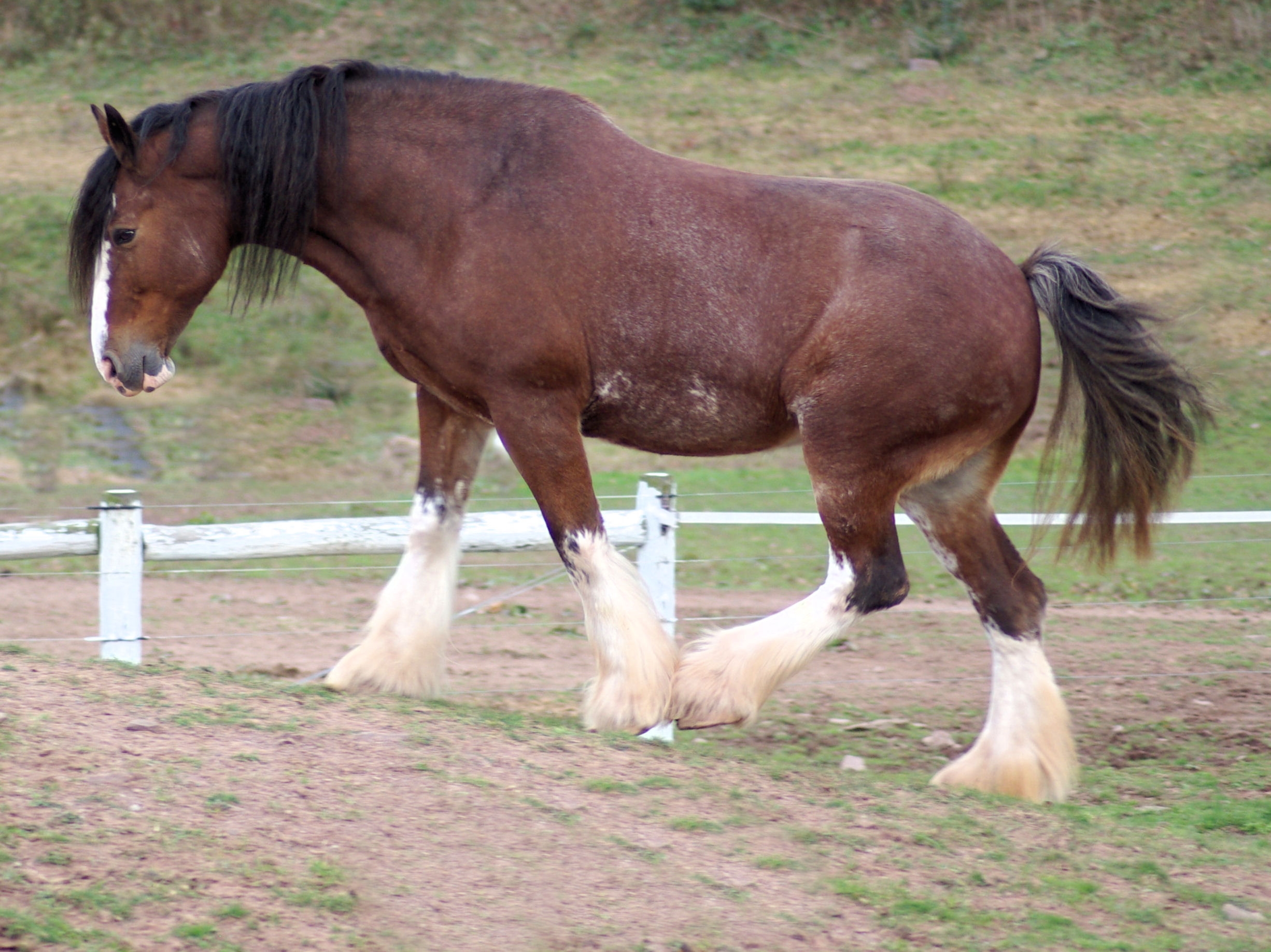 Clydesdale: The Scottish Gentle Giant (Image Credits: Wikimedia)