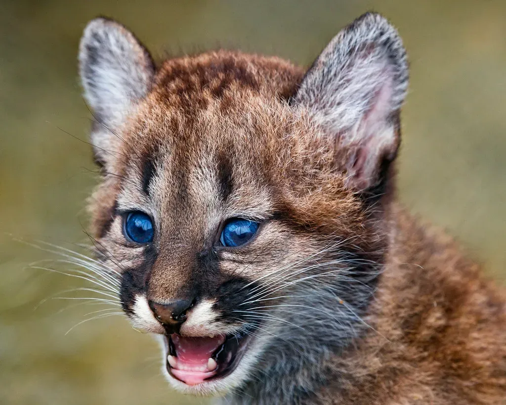 Young Mountain Lion (Image Credits: Flickr)