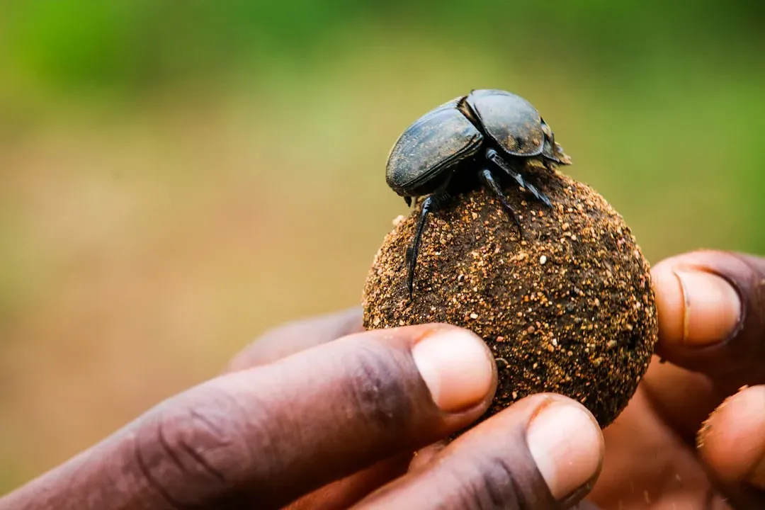 What This Means for the Natural World (Image Credits: Unsplash)