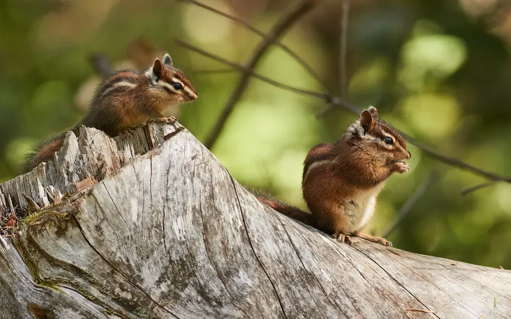 #7. The Sonoma Chipmunk (wikiphotographer, Flickr, CC BY-SA 2.0)