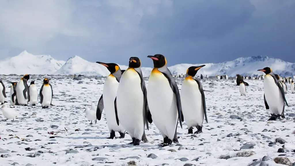 Antarctic Peninsula: The Last Great Wilderness (Image Credits: Flickr)