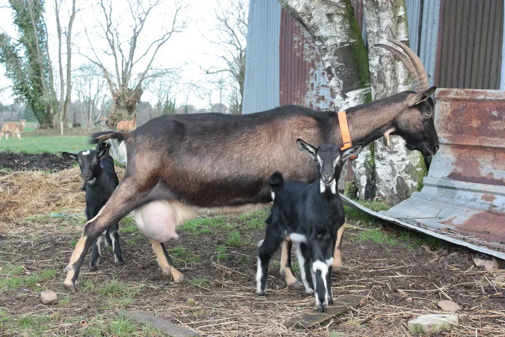 6. French Alpine Goat (Image Credits: Flickr)