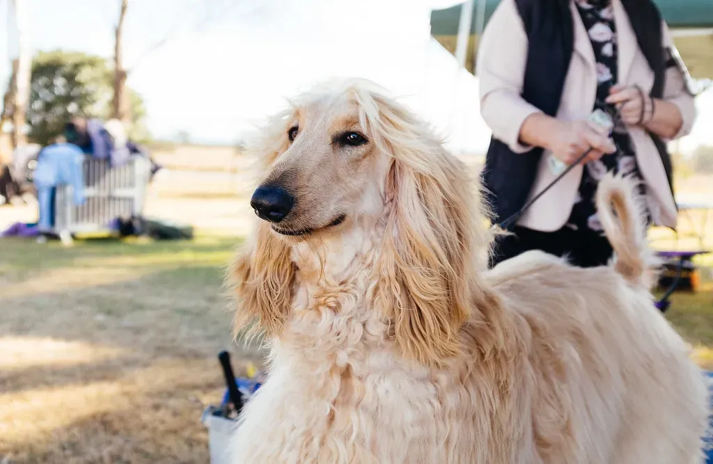 Afghan Hound (VirtualWolf, Flickr, CC BY-SA 2.0)