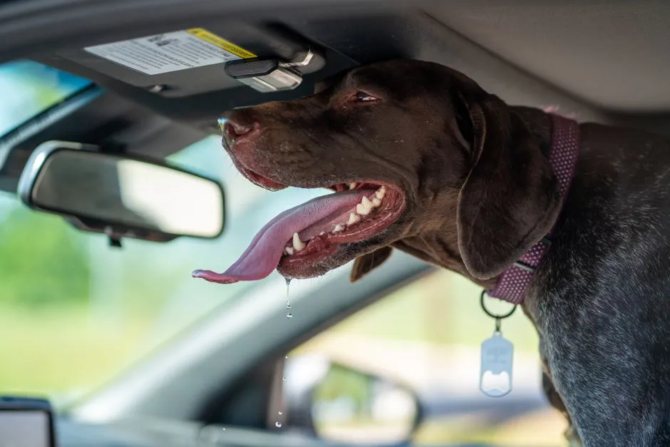 Why Dogs Overheat Faster Than You Think (Image Credits: Pexels)