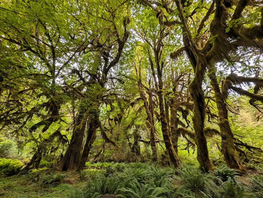 9. Olympic National Park: Five Ecosystems in One Walk (Image Credits: Pexels)