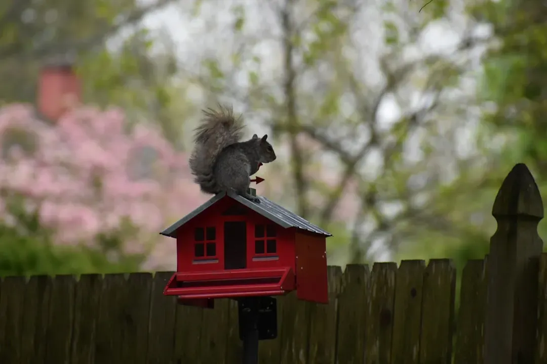 Ignoring Squirrels and Other Pests (Image Credits: Unsplash)