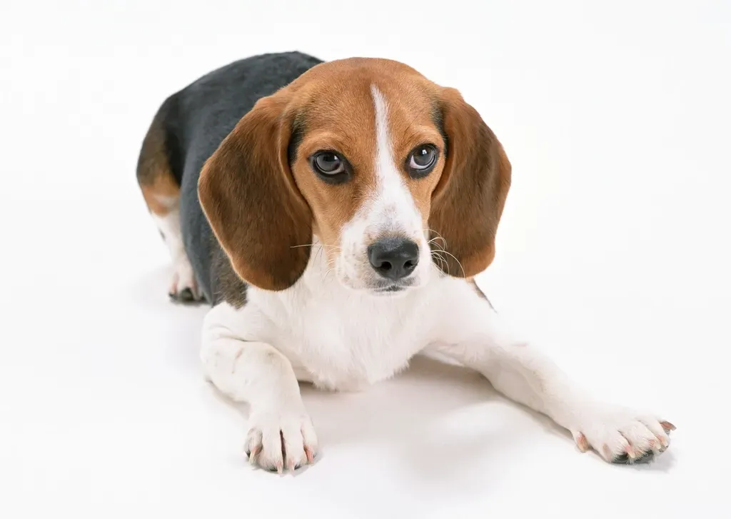 17. Mixed Breed Dogs: The Forgotten Majority (Image Credits: Rawpixel)