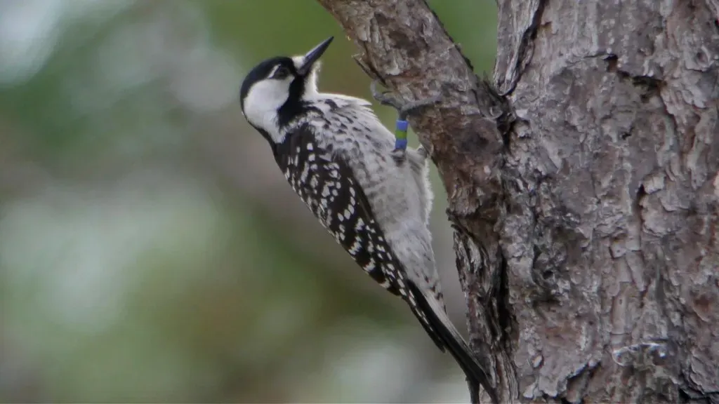 4. Red-Cockaded Woodpecker (Wildreturn, Flickr, CC BY 2.0)