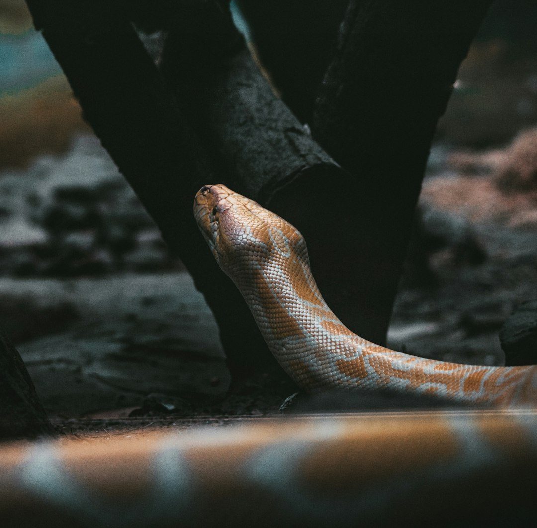 The Snake: Symbol of Renewal and Medicine (Image Credits: Unsplash)