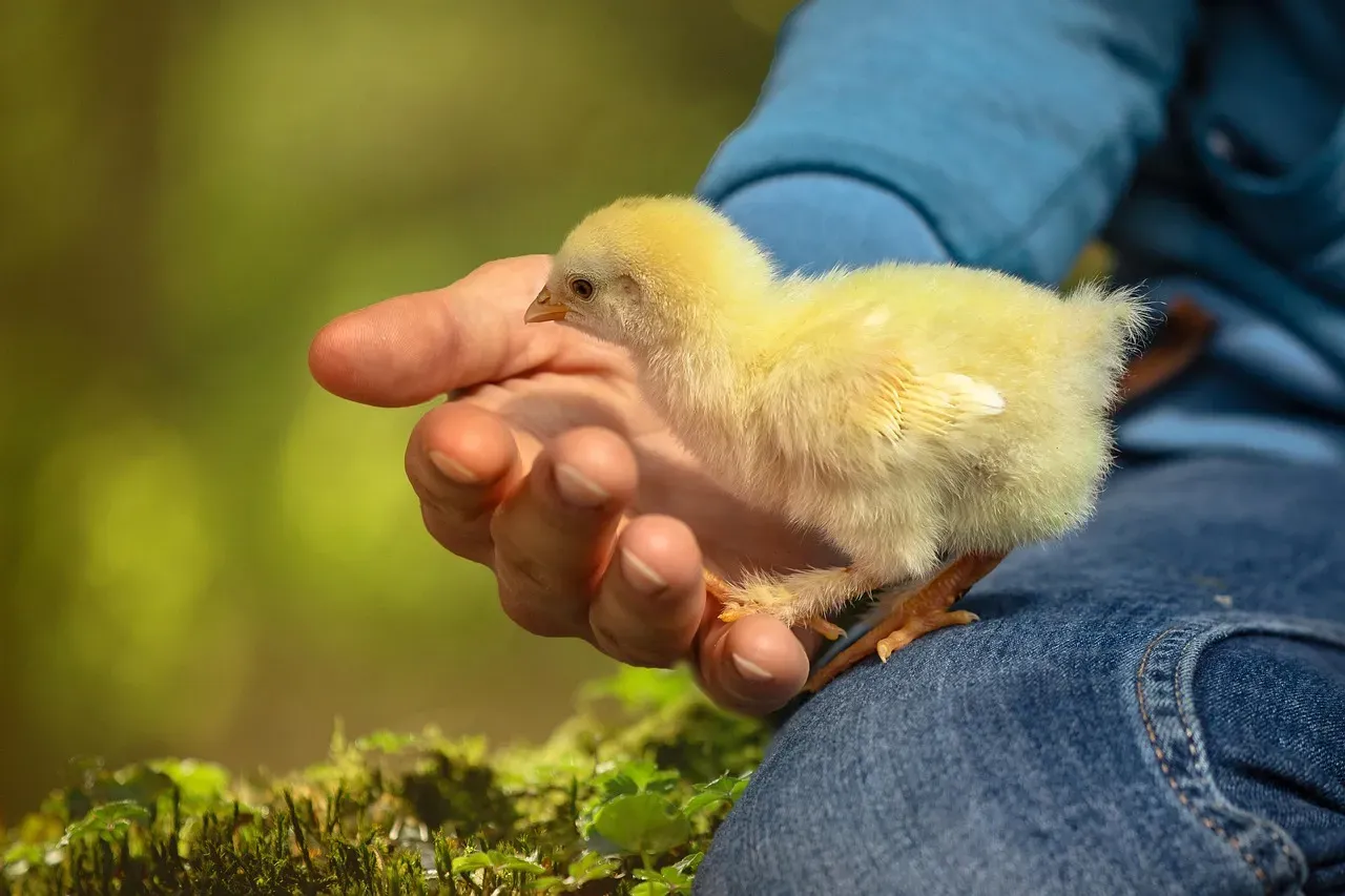 The Power of Touch (Image Credits: Pixabay)