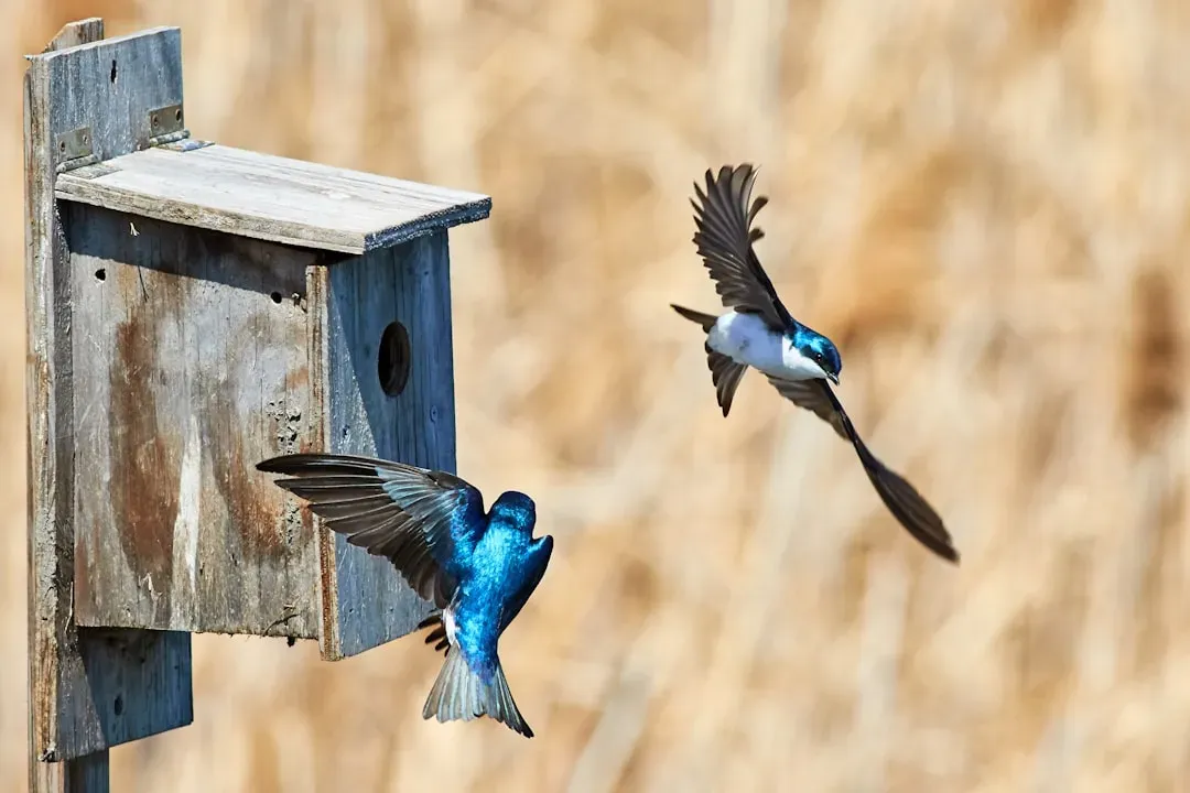 #4: Add Shelter and Nesting Opportunities (Image Credits: Unsplash)