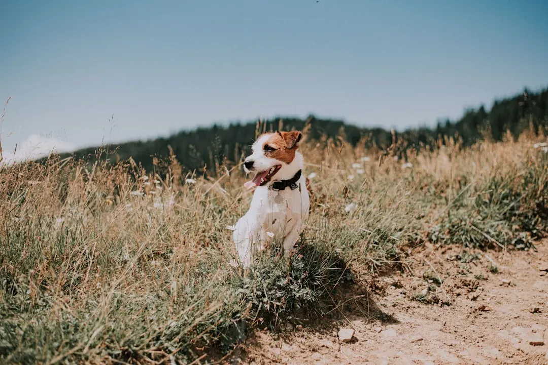 The Terrier Tenacity: Small Dogs with Big Attitudes (Image Credits: Unsplash)